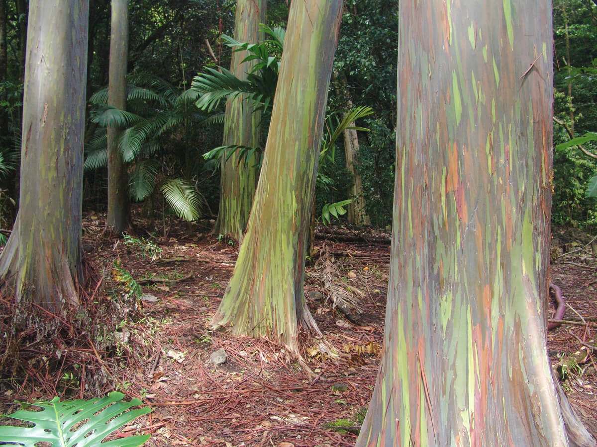 Rainbow eucalyptus the stunning, colorful tree that looks like art One Earth